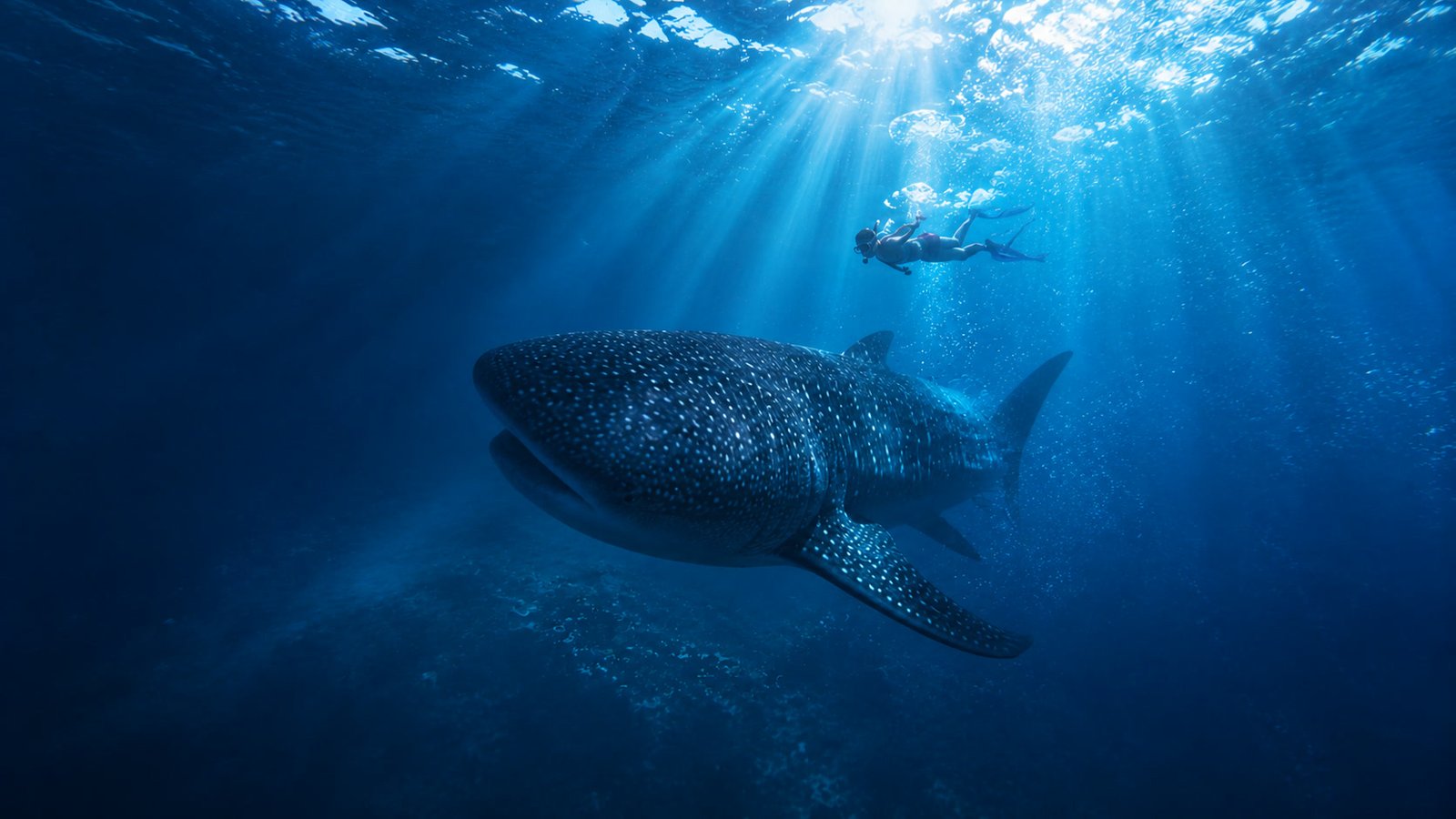 Whale shark experience in Dao, Dauis, Bohol, Philippines